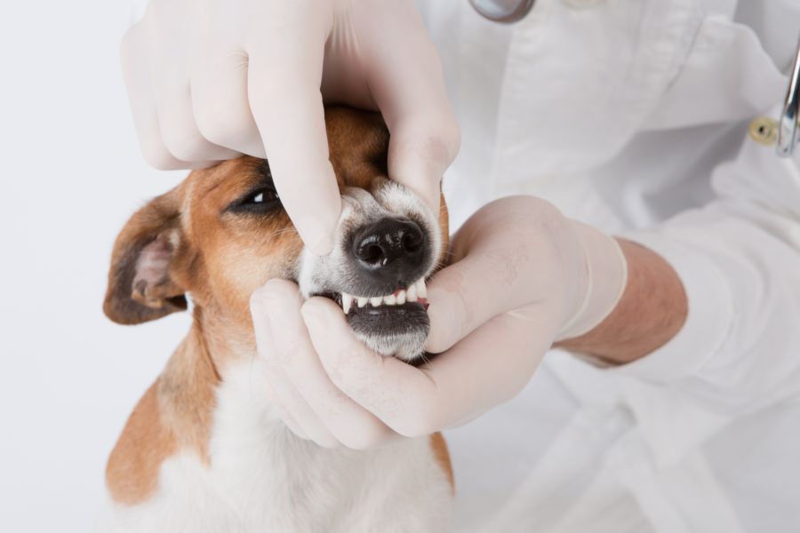 Dog-dental