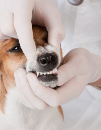 Dog-dental